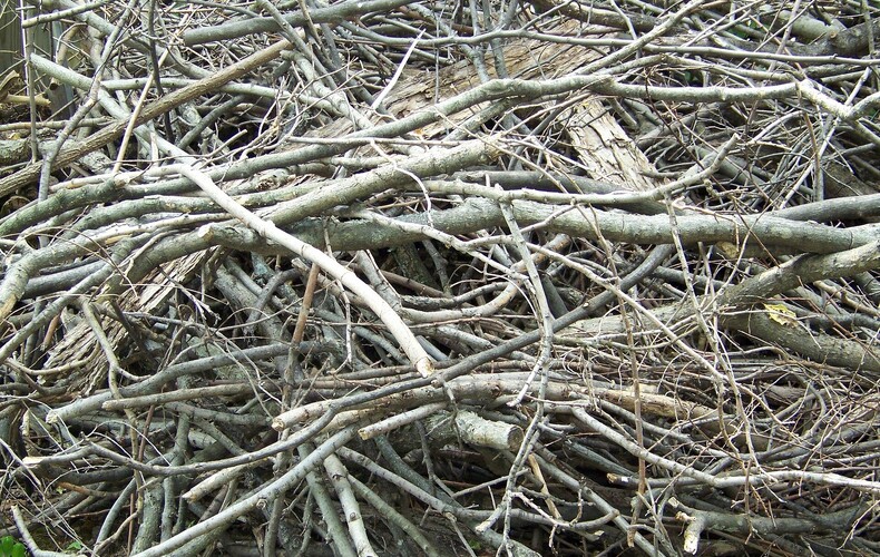 Collecte spéciale de branches